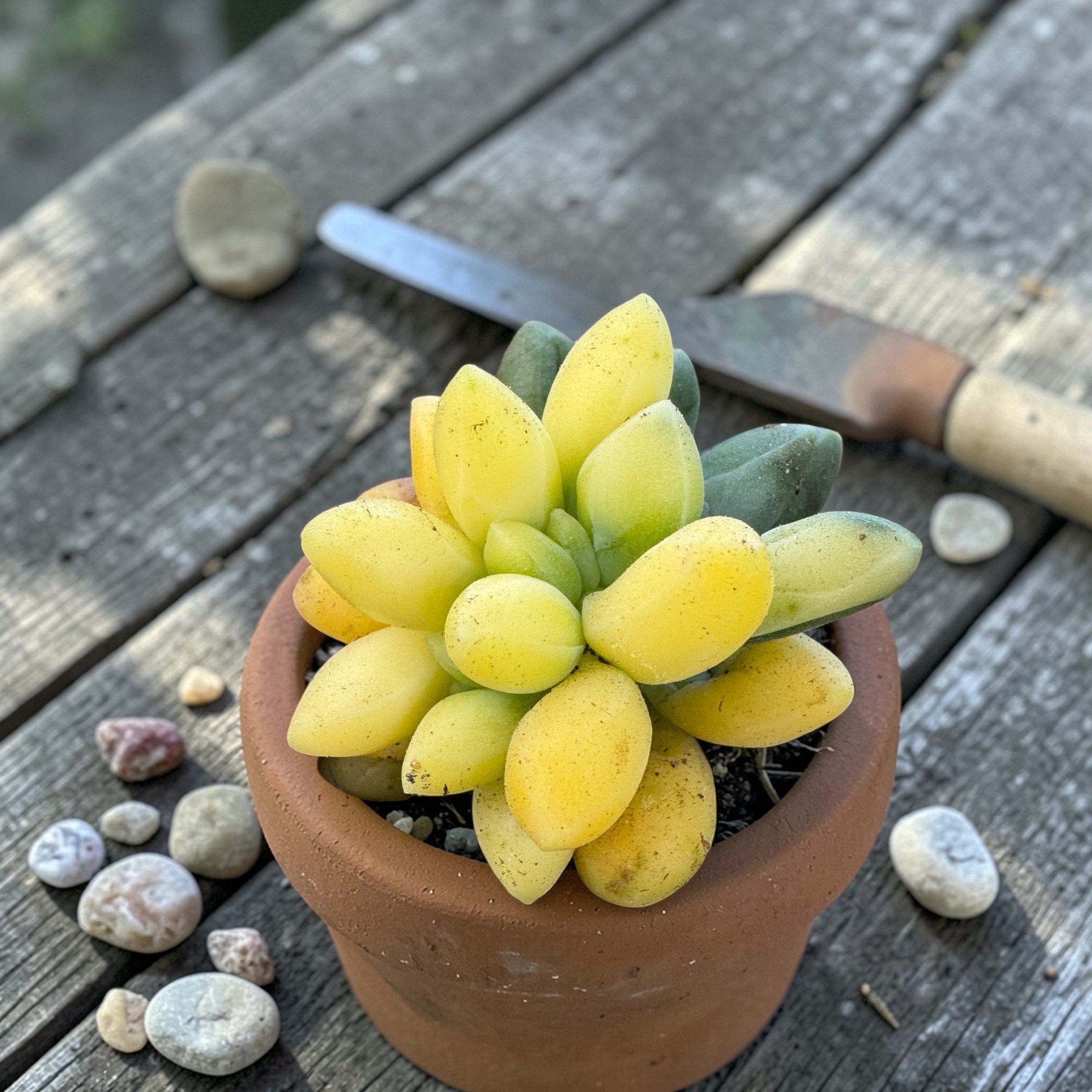 Pachyphytum