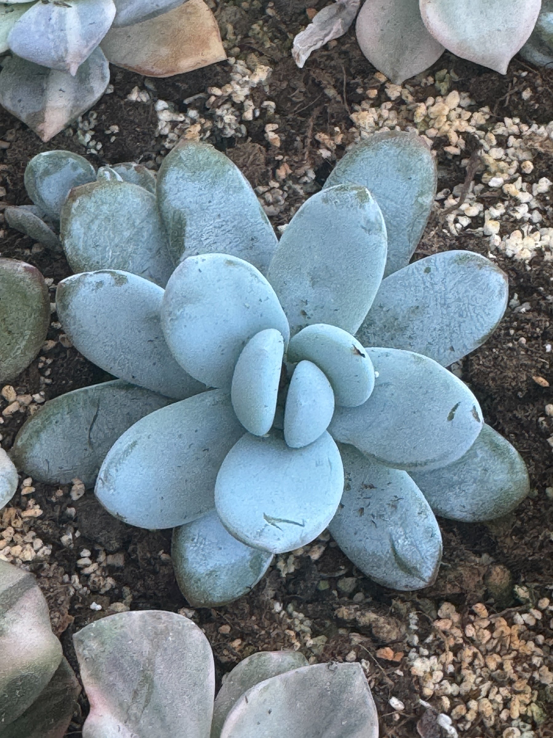 Echeverias
