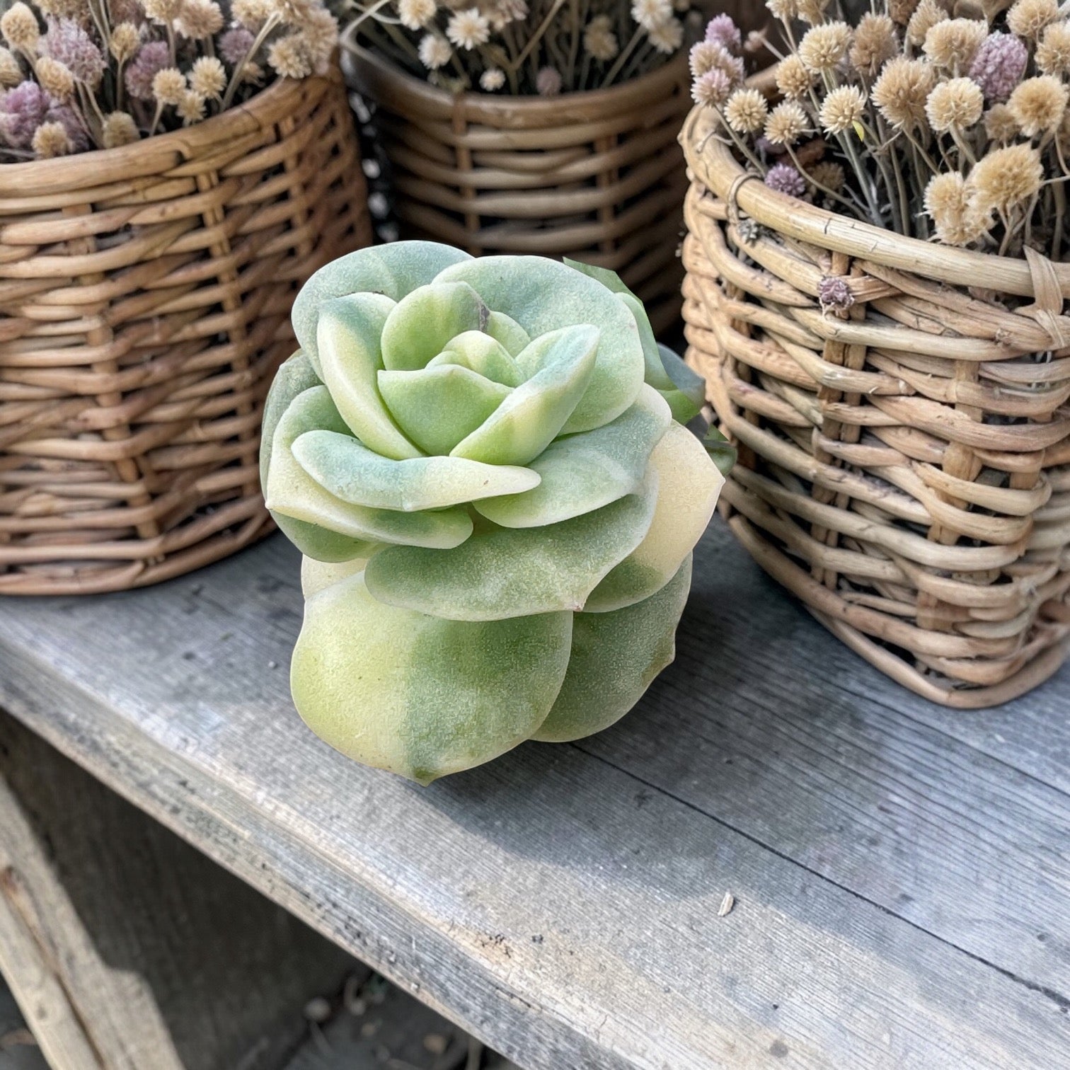 Variegadas