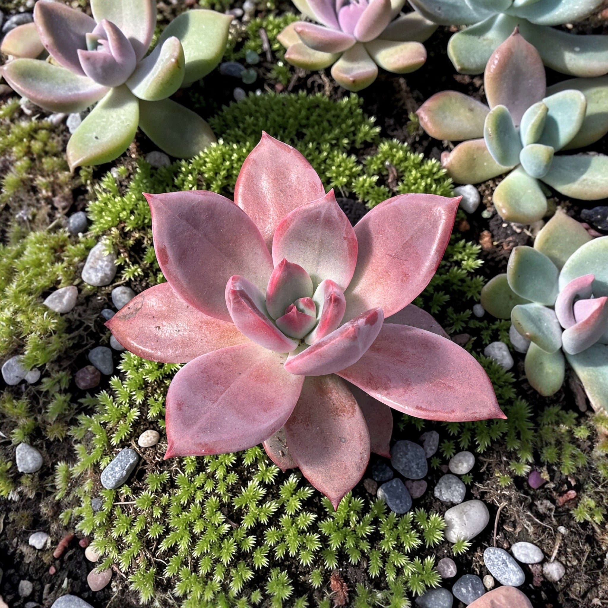 Agavoides