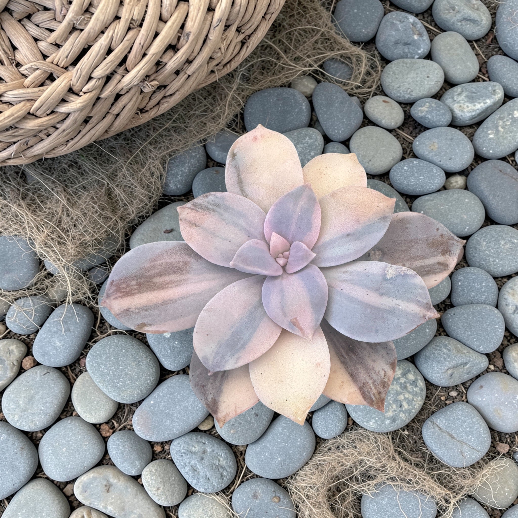Graptopetalum
