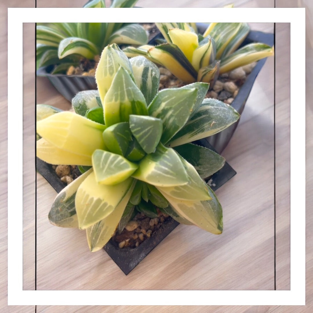 Haworthias