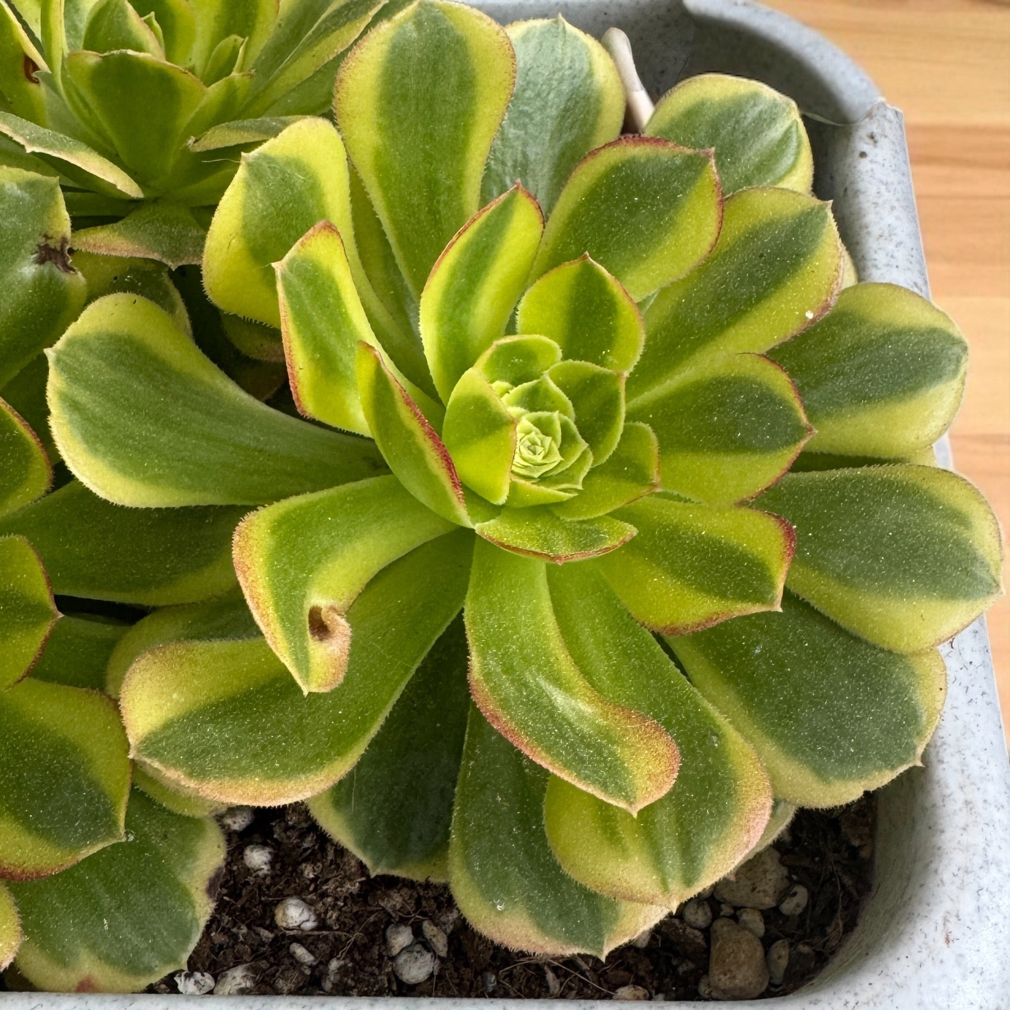 aeonium