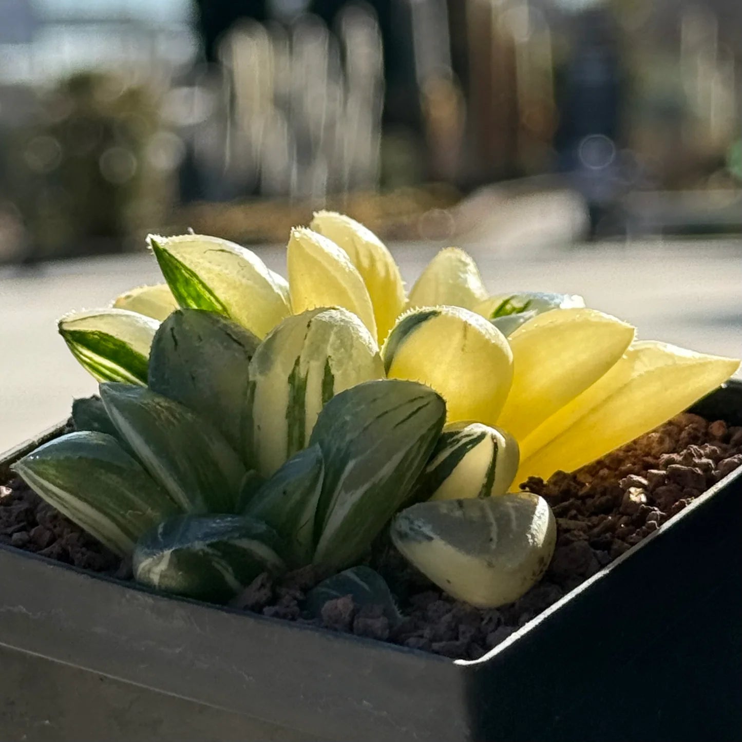Haworthia retusa variegada