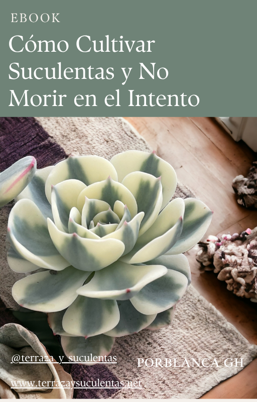Como cultivar suculentas y no morir en el intento