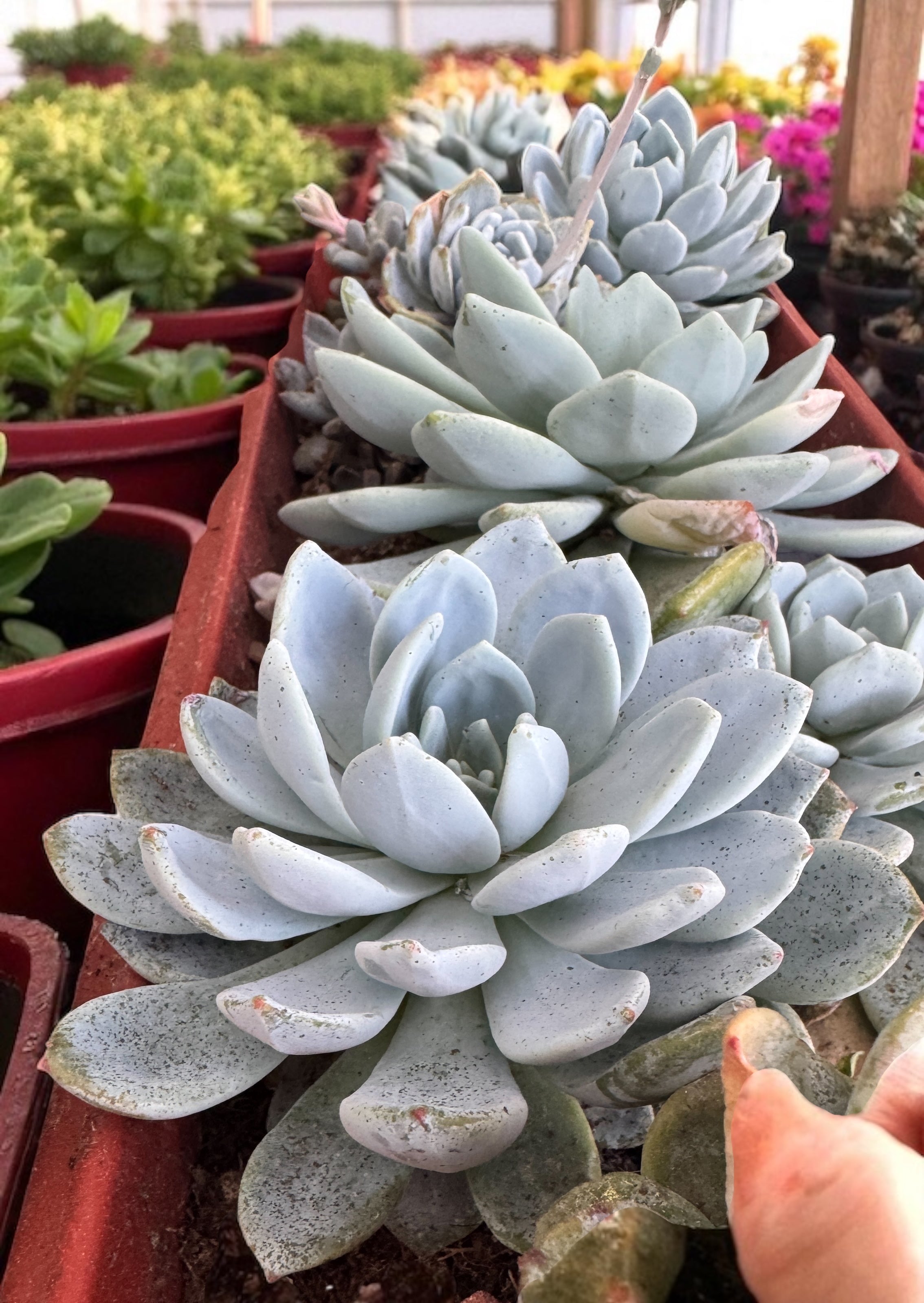 Sedeveria Laui x Clavatum