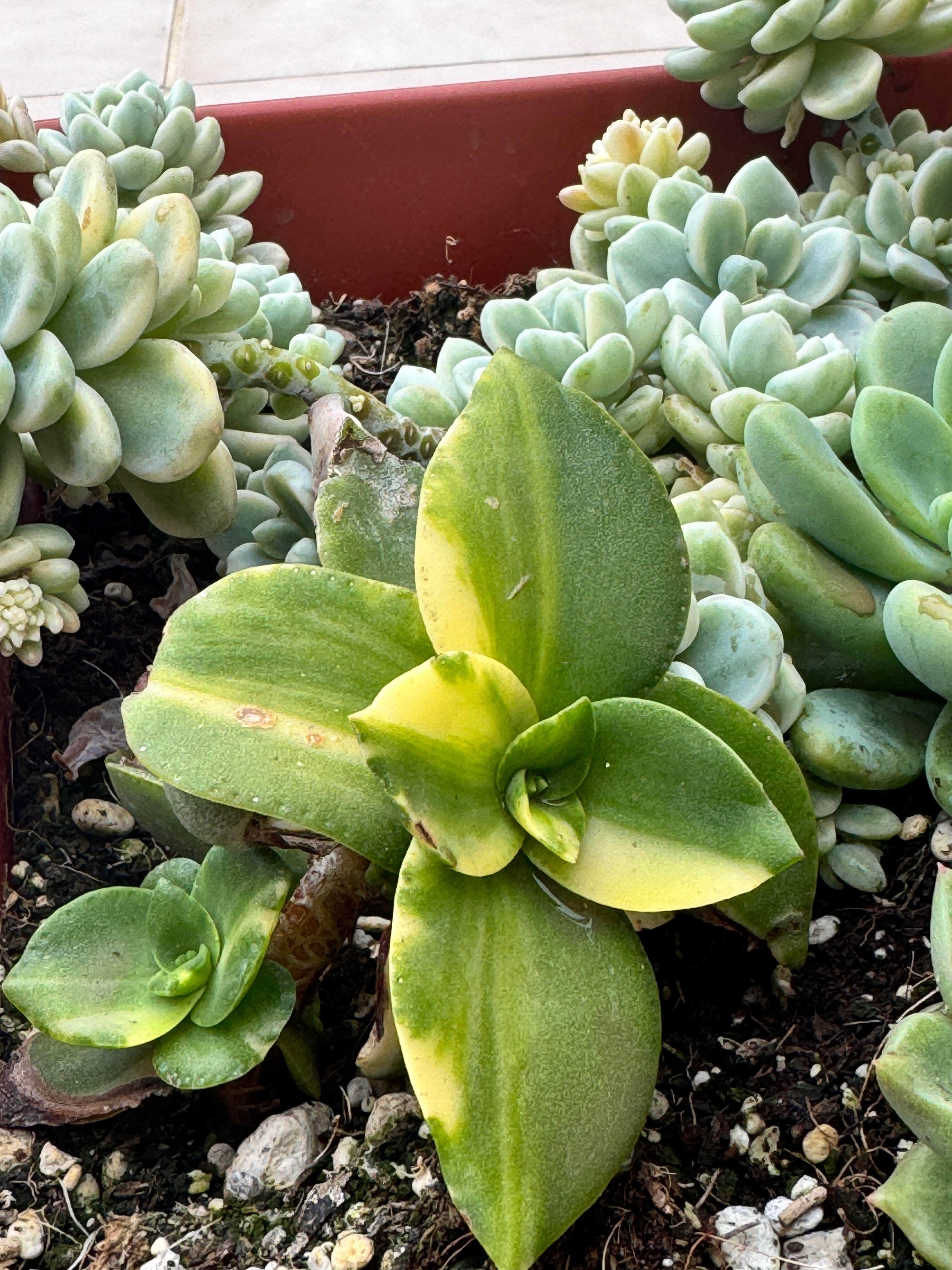 Crasula láctea variegada