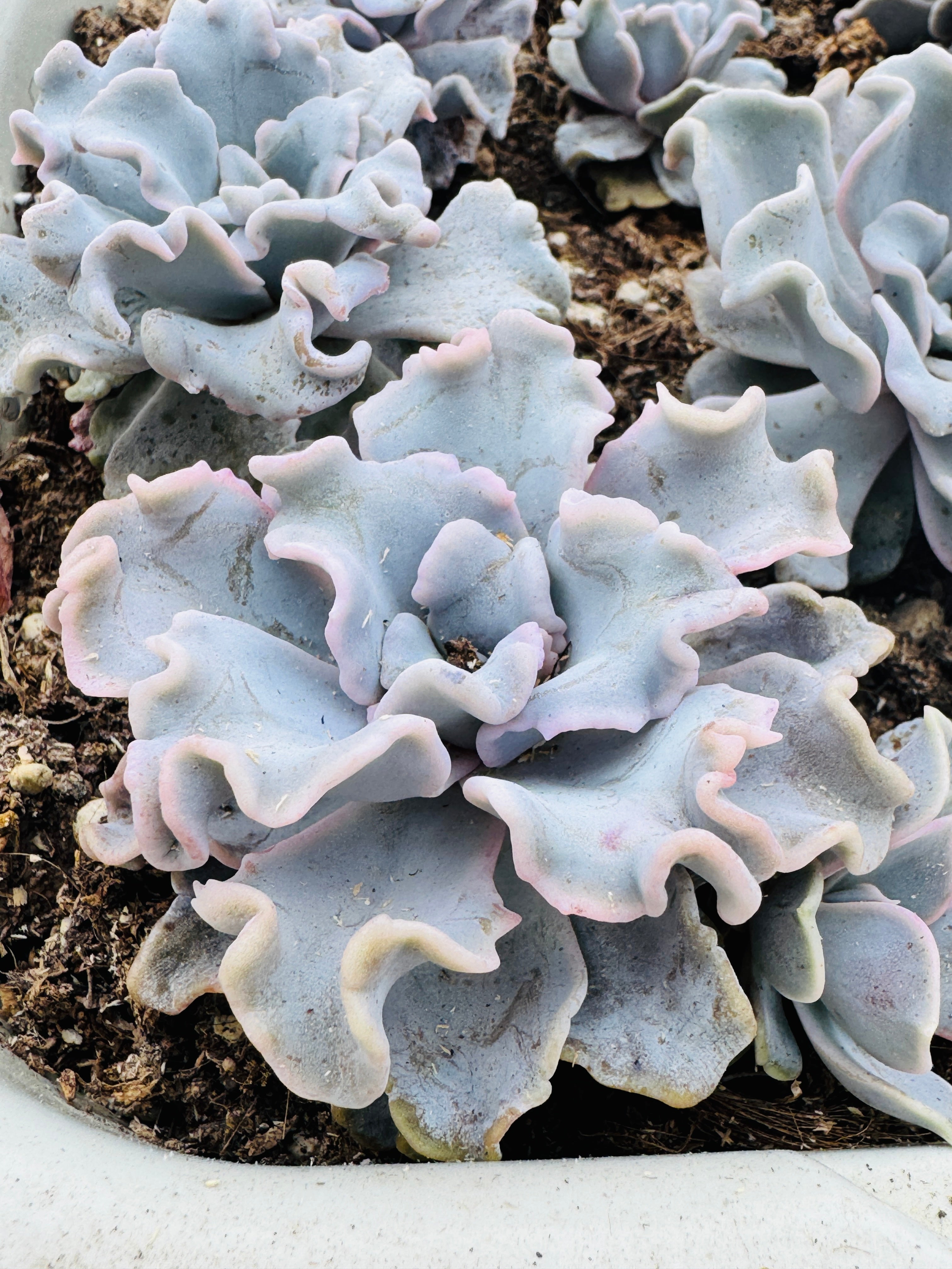 Echeveria Crispad beaty