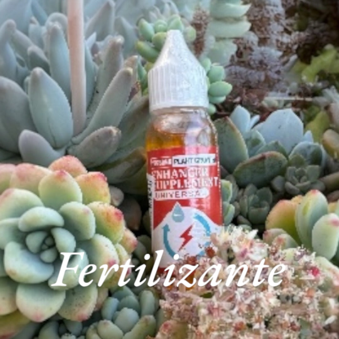 Pack cuidado integral + 1 echeveria solomon exclusiva o ramo de grenovias