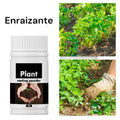 Pack cuidado integral + 1 echeveria solomon exclusiva o ramo de grenovias