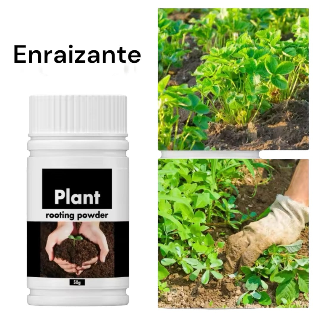 Pack cuidado integral + 1 echeveria solomon exclusiva o ramo de grenovias