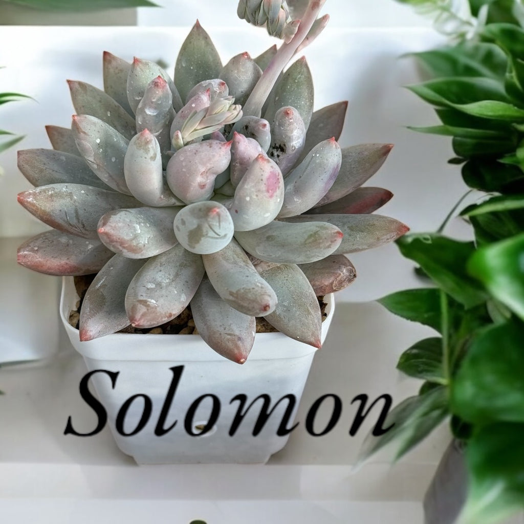 Pack cuidado integral + 1 echeveria solomon exclusiva o ramo de grenovias