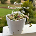 Rosario variegado
