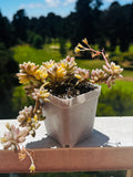 Graptopetalum mirinae variegado, un ramo