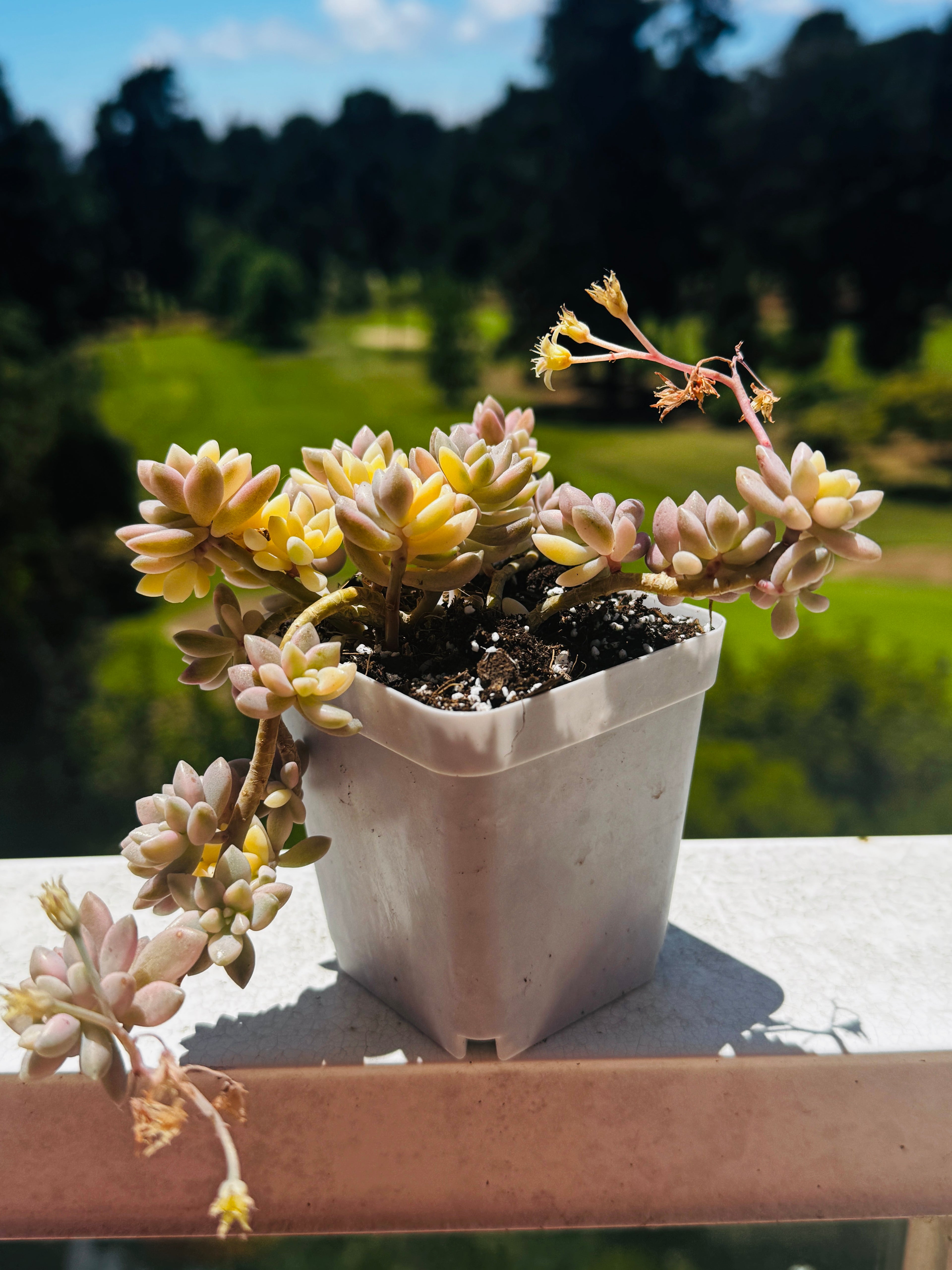 Graptopetalum mirinae variegado, un ramo