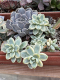 Sedum clavatum variedado con hijos