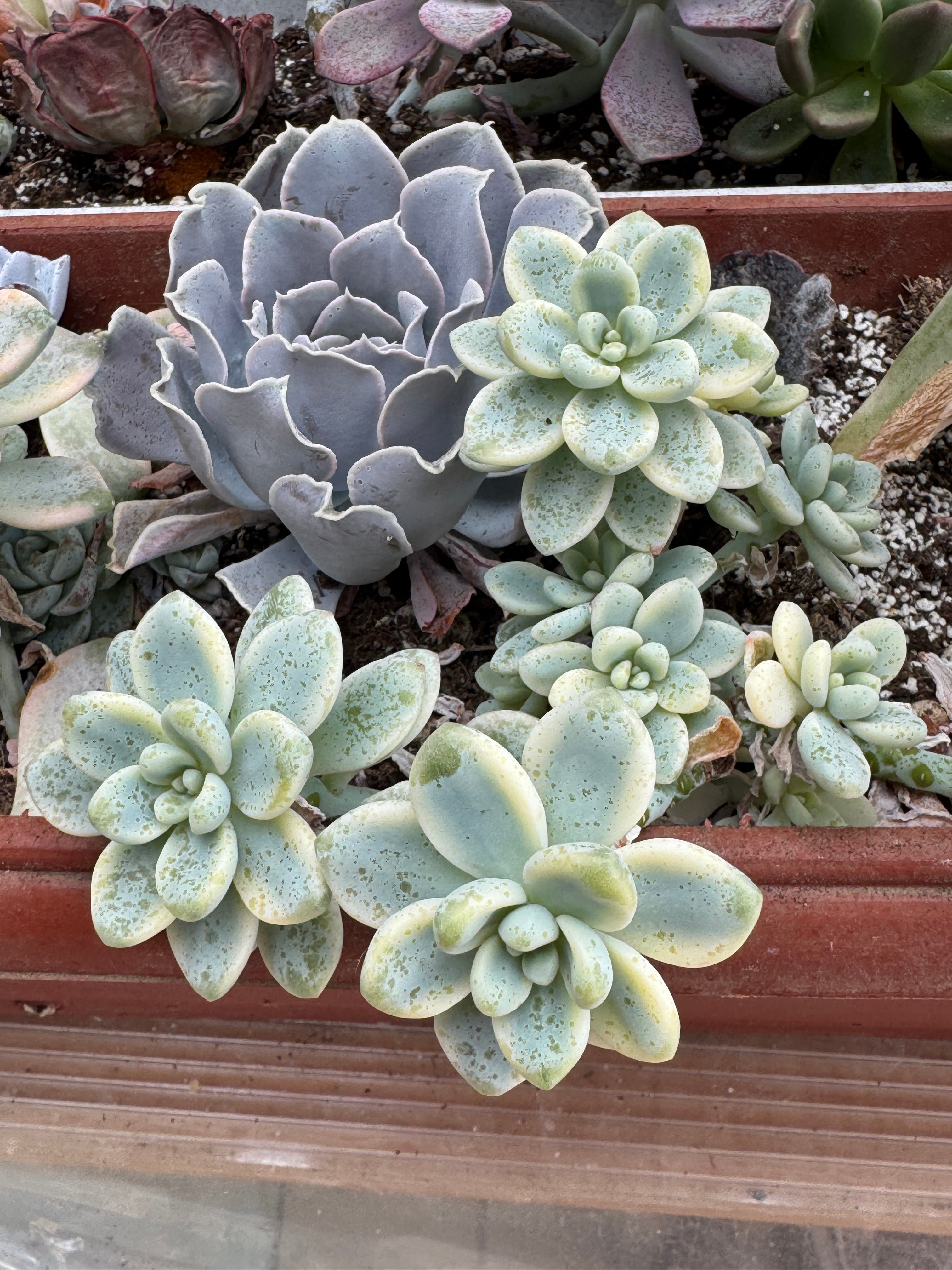 Sedum clavatum variedado con hijos