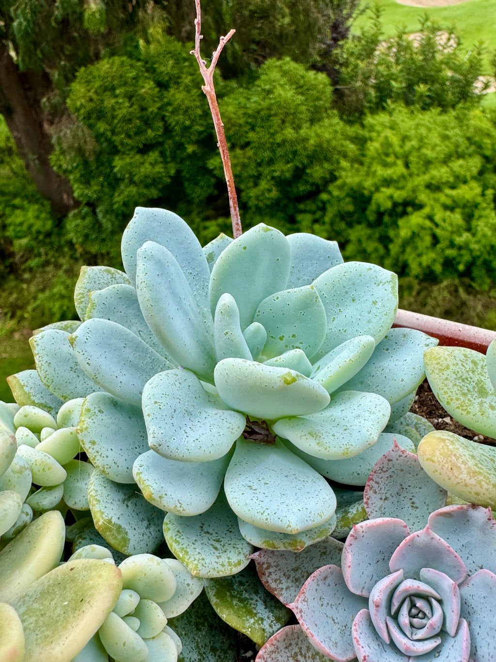Sedeveria Laui x Clavatum