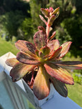 Echeveria metálica variegada,