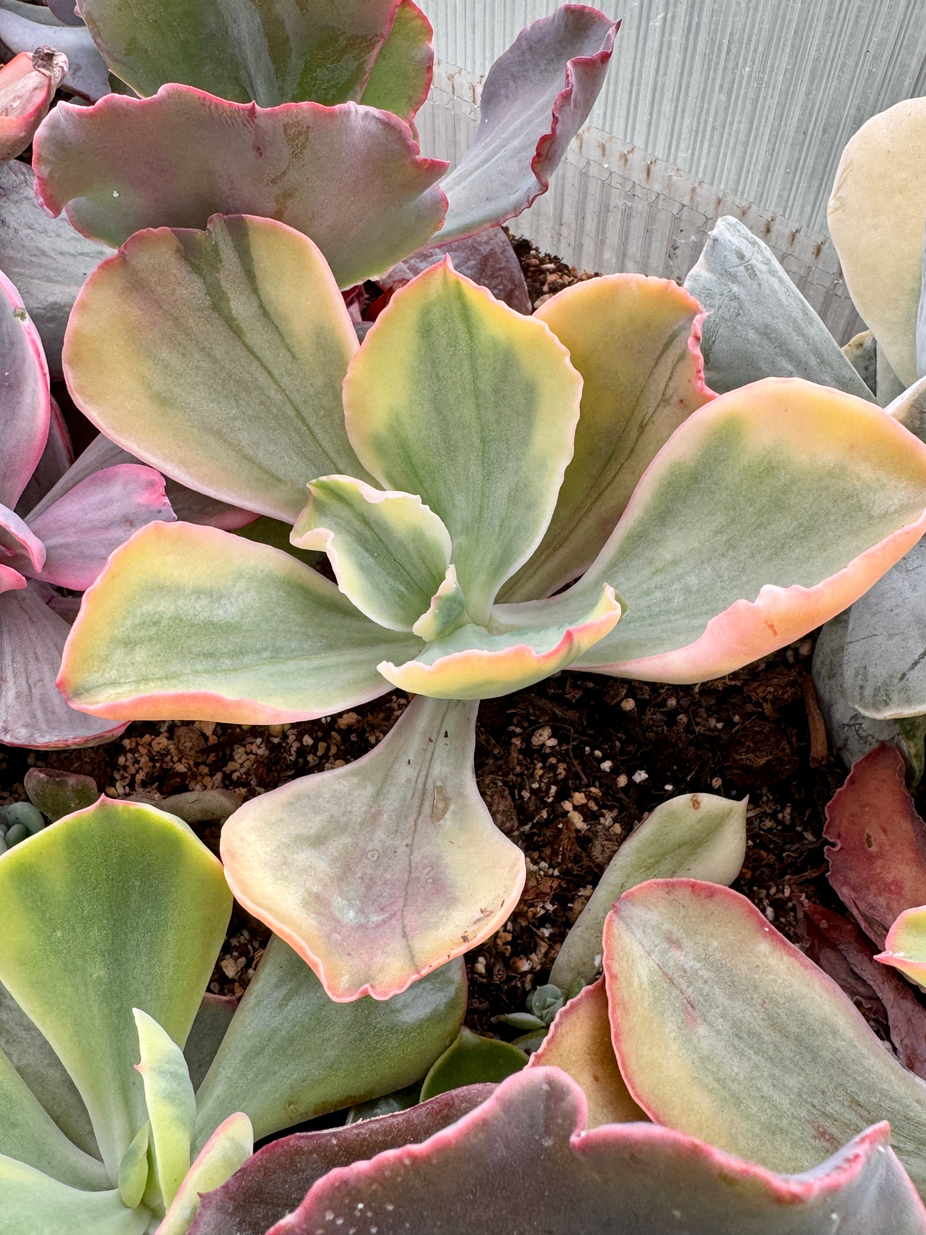 Echeveria tornado