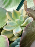 Gramplas variegada