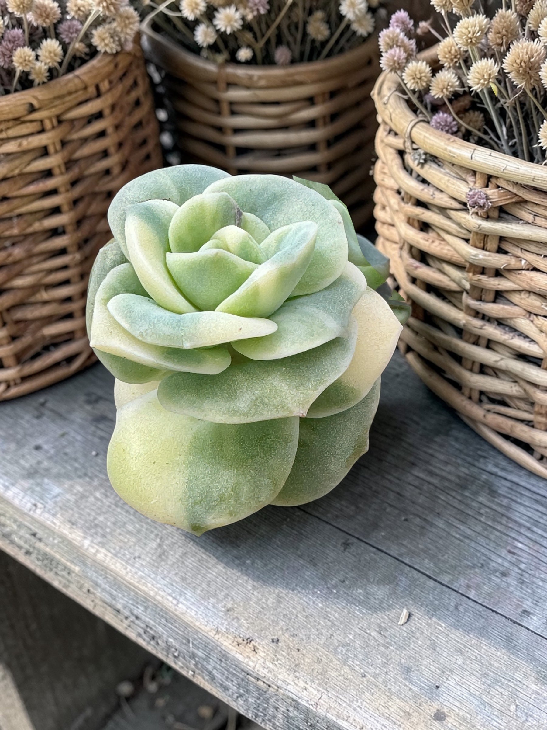 Lovely Rose variegada