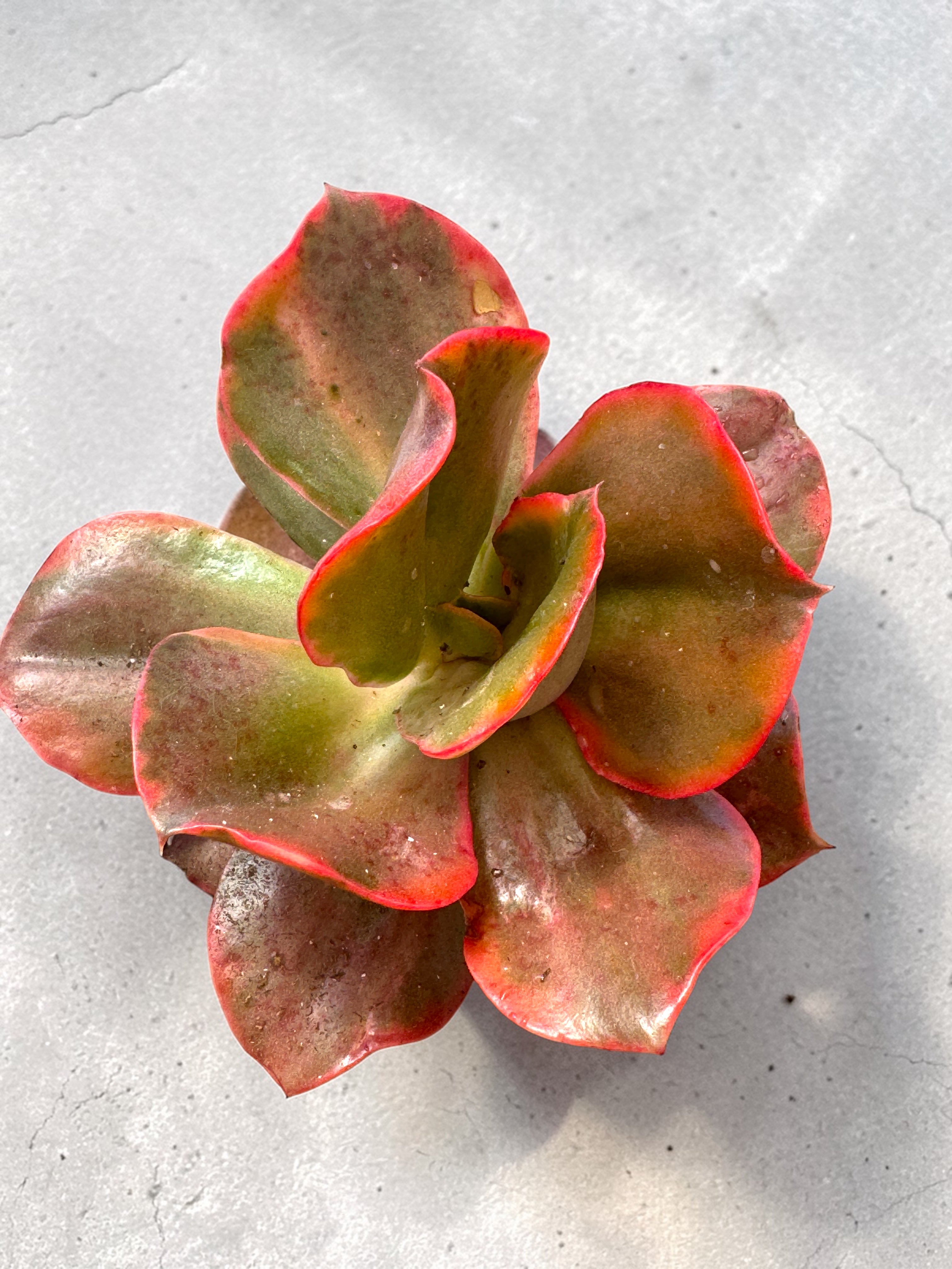 Minigousang variegada
