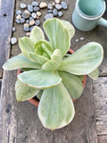 Echeveria mocha variegada