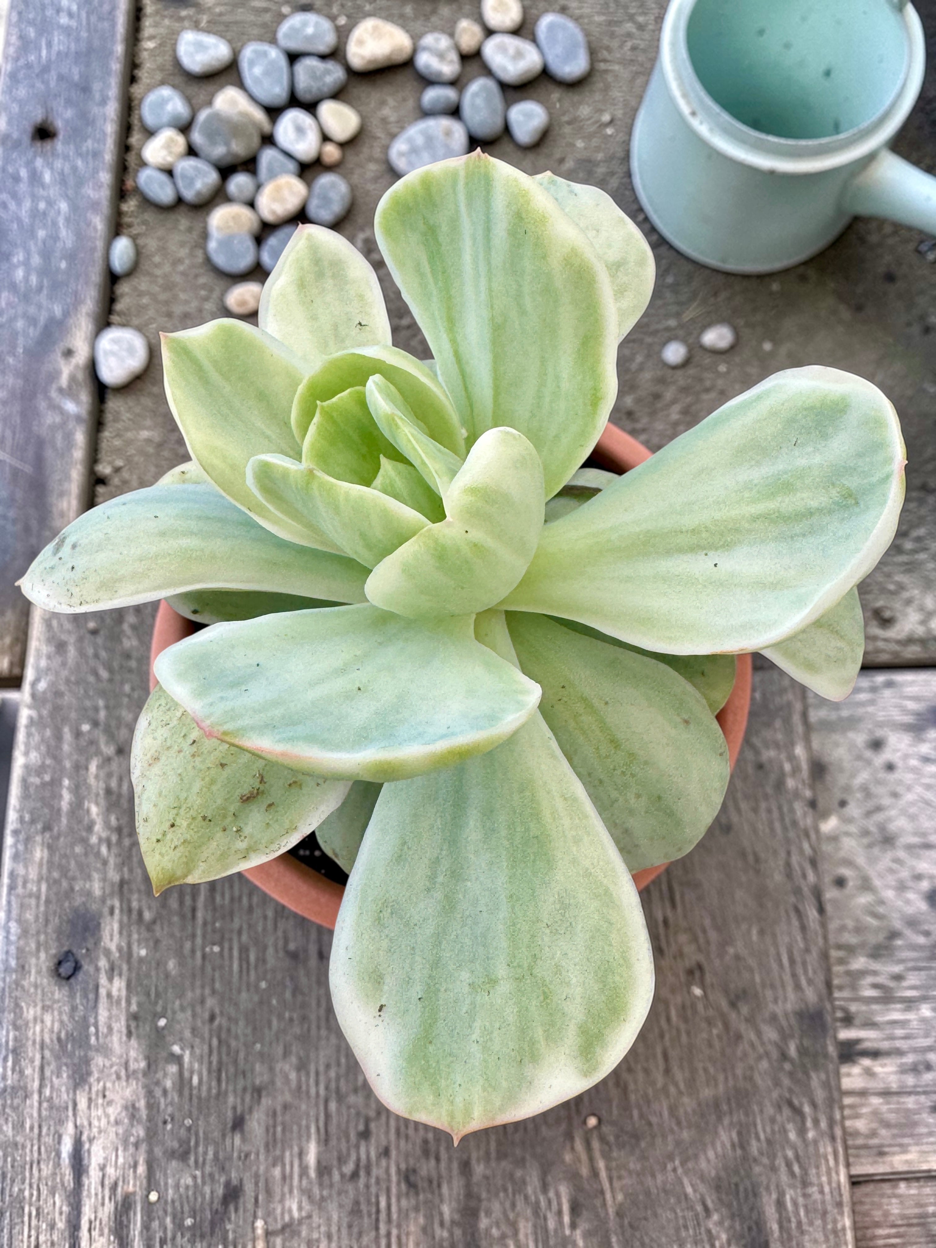 Echeveria mocha variegada