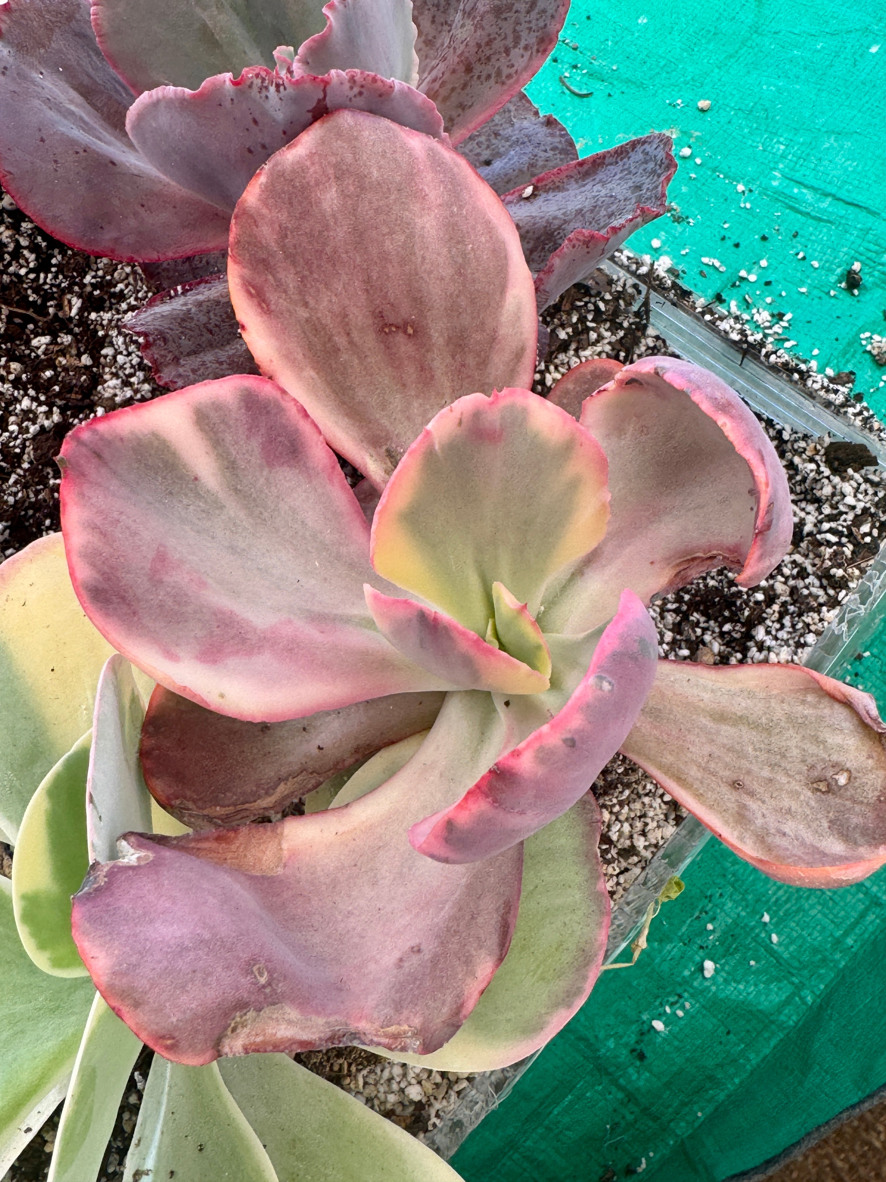 Echeveria palace variegada