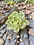 Echeveria Ice angel variegada