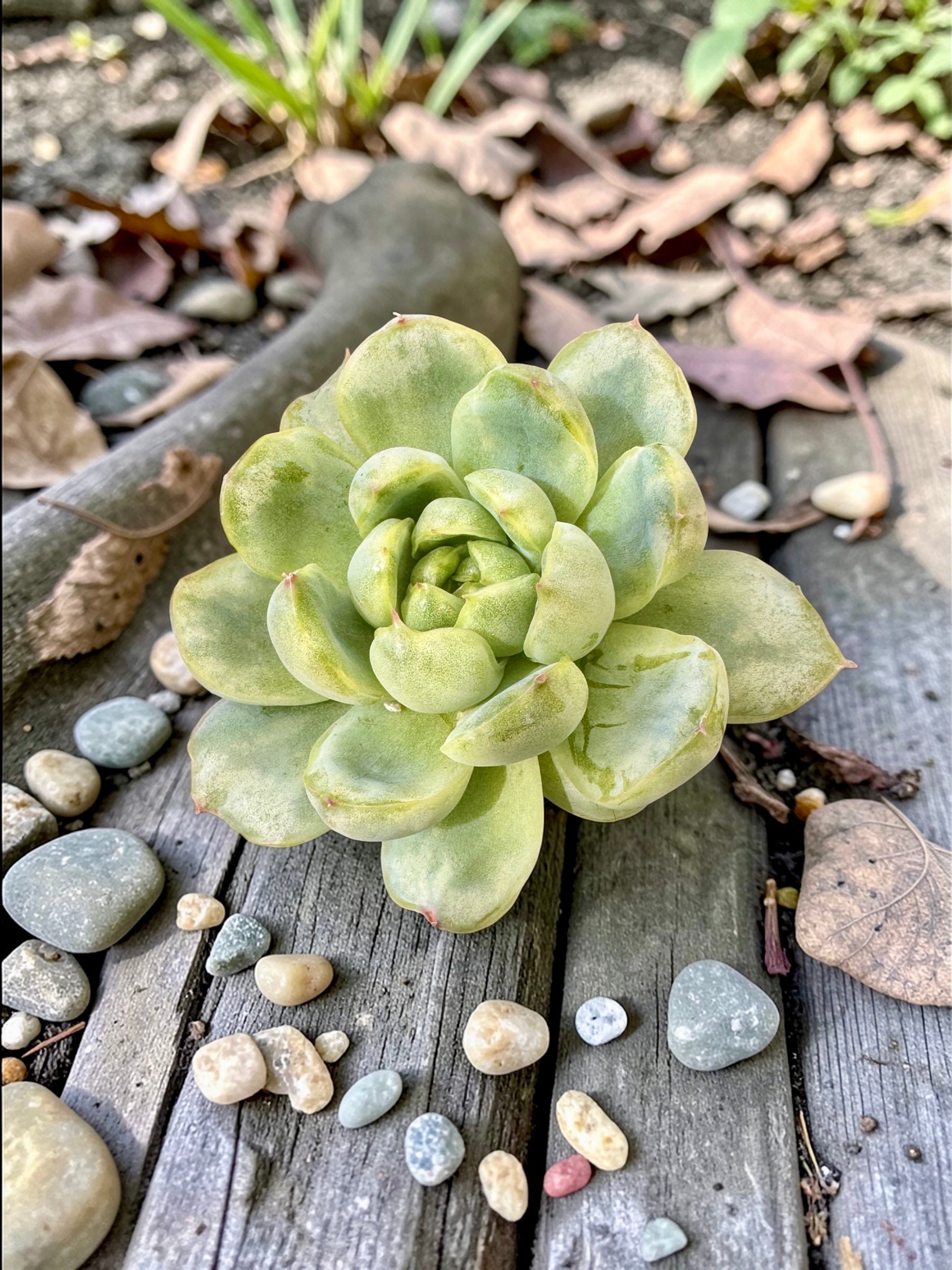 Echeveria Ice angel variegada