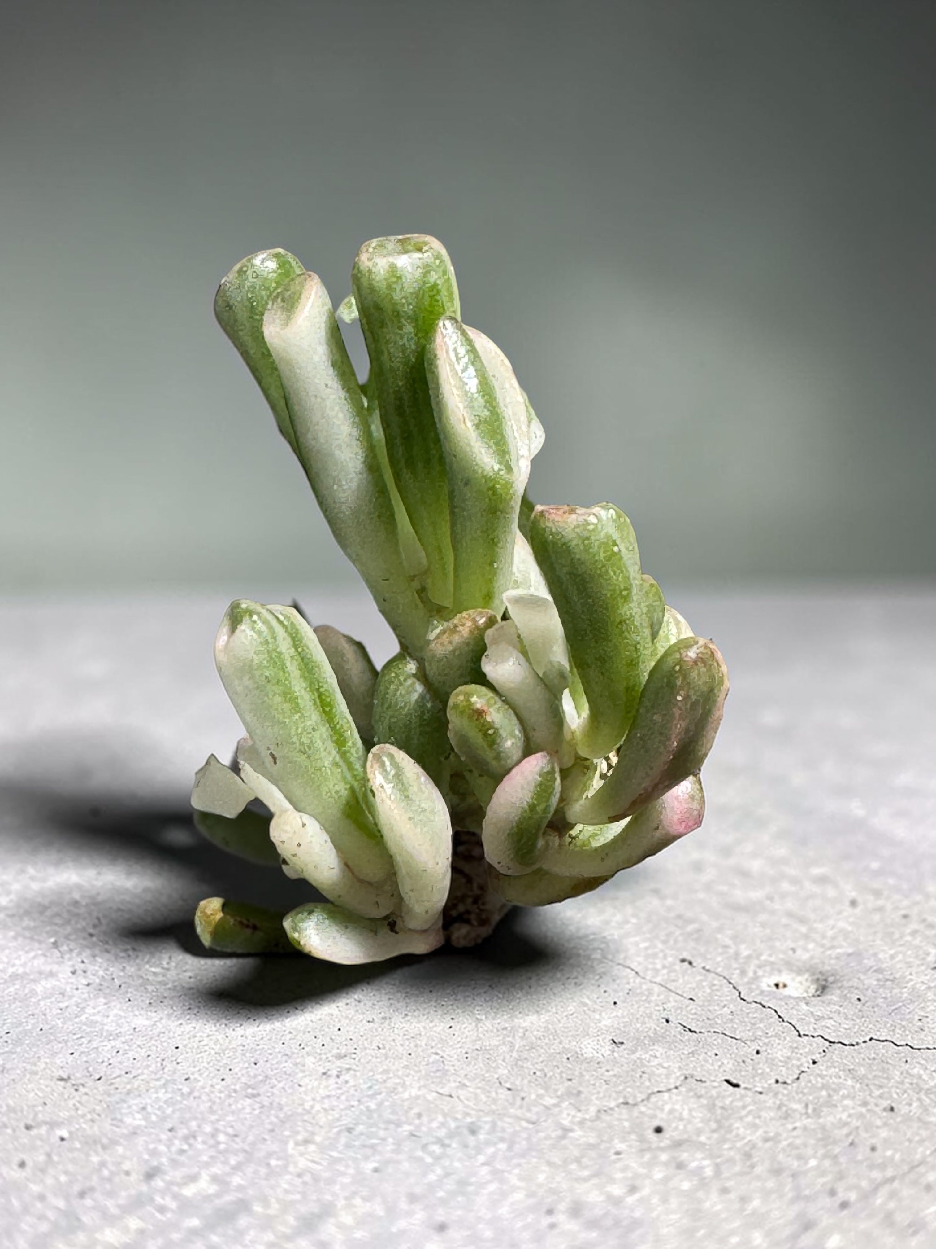 Crasula hobbit Variegada pequeña