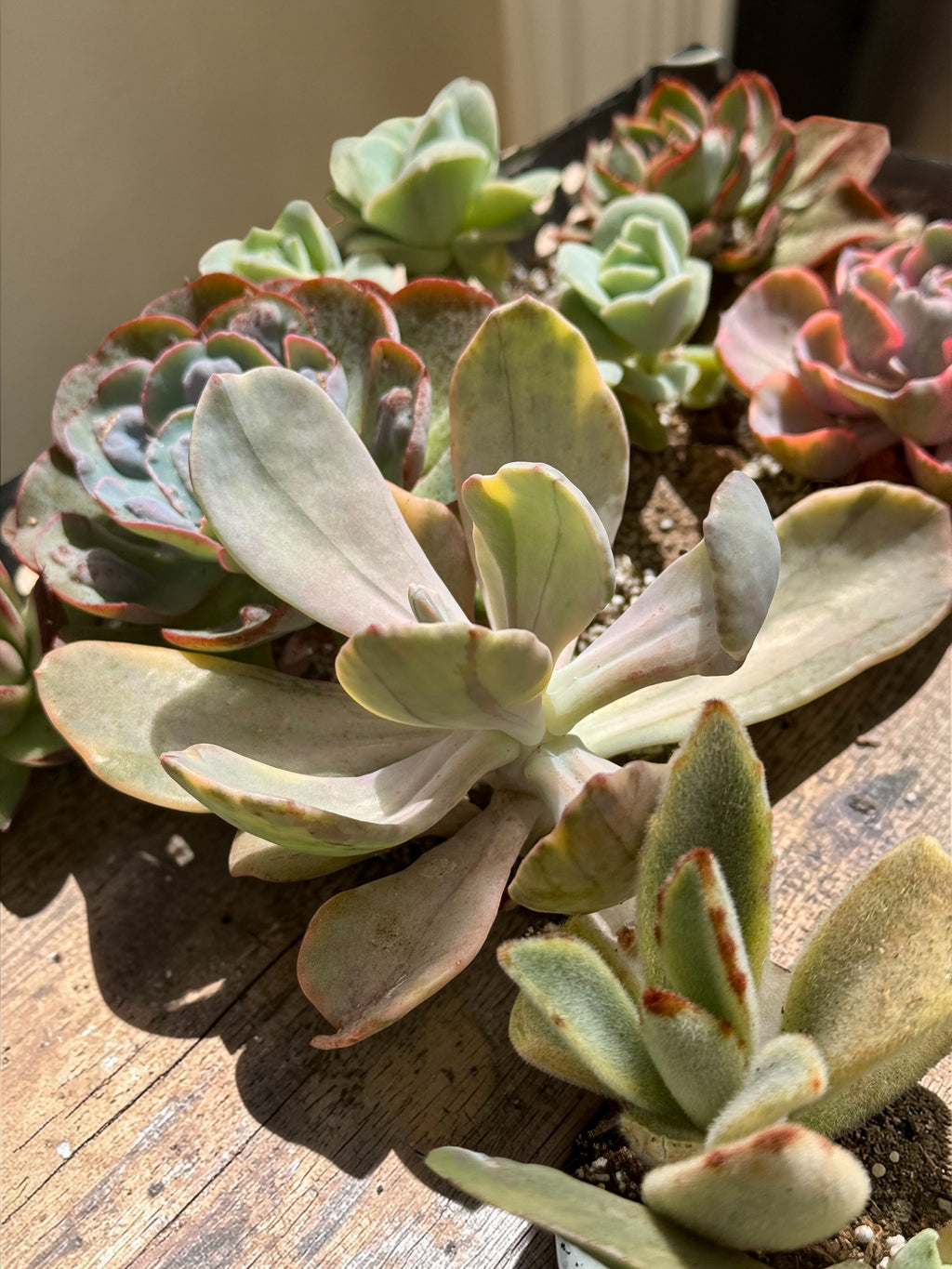 Pamphoteus variegada