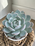 Echeveria monroe 14  cm de diámetro gran tamaño