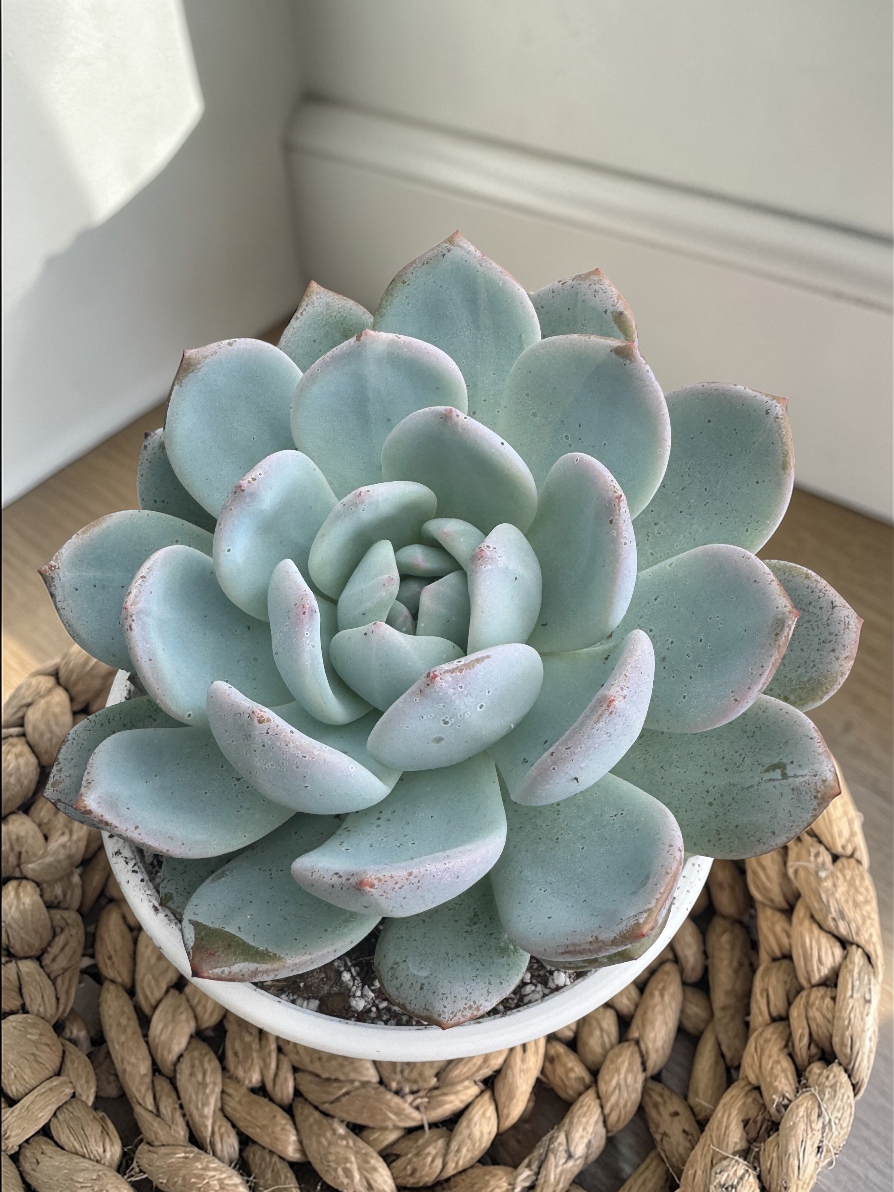 Echeveria monroe 14  cm de diámetro gran tamaño