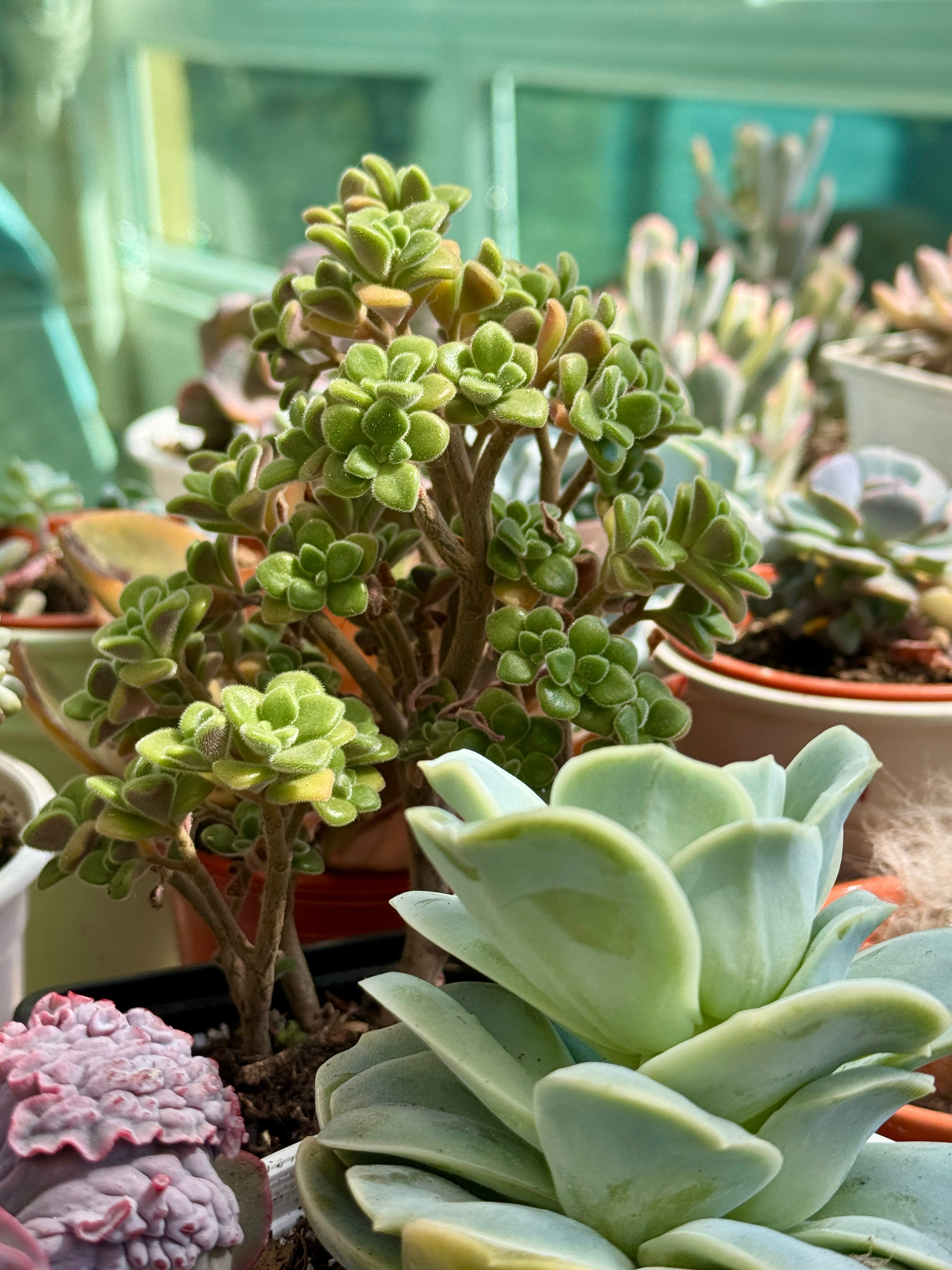 Sedum spathulifolium