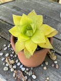 Haworthia cymbiformis ssp yelow