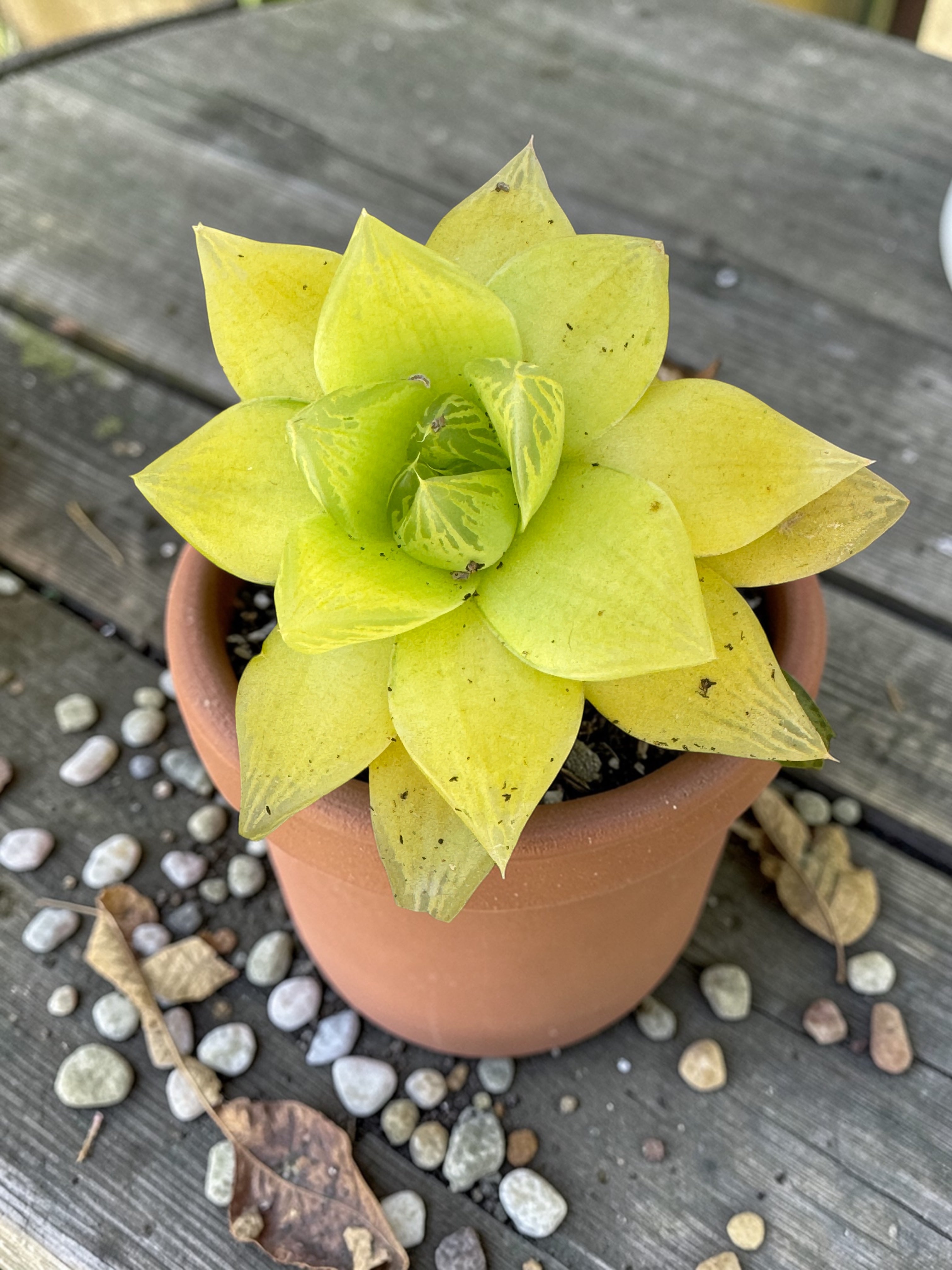 Haworthia cymbiformis ssp yelow