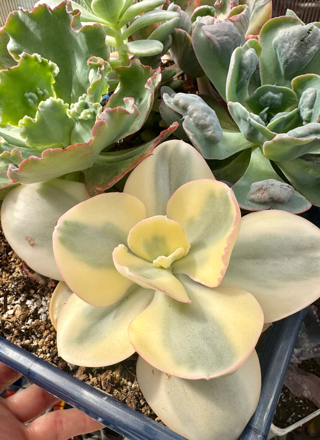 Suyon variegada