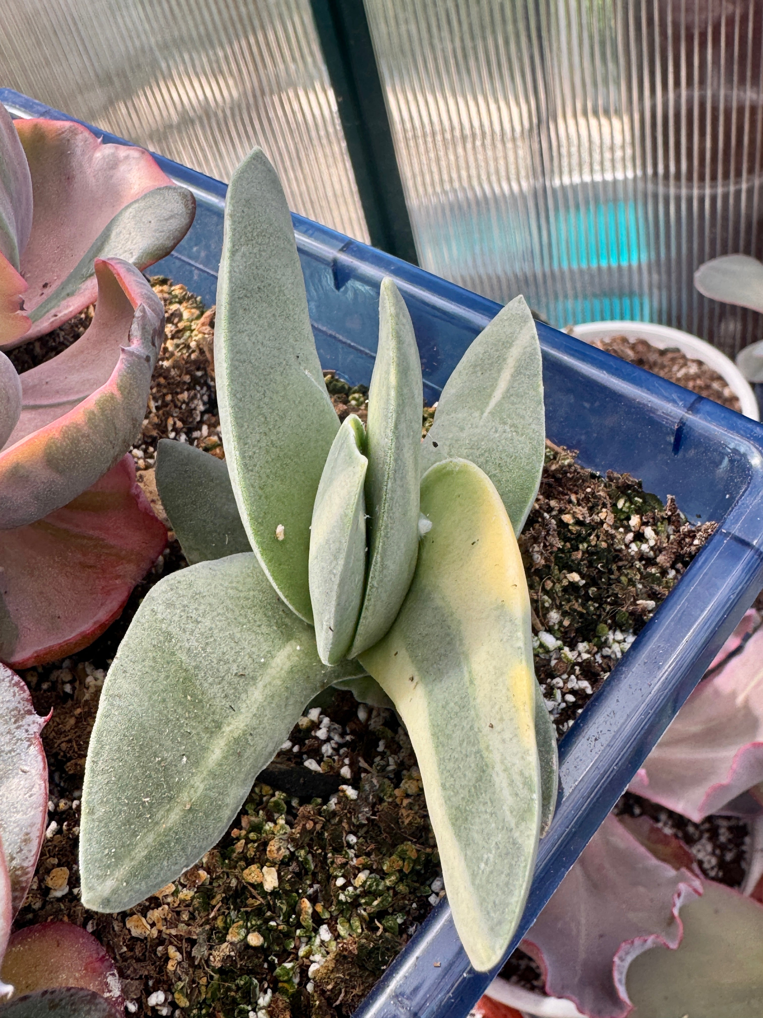 Crasula falcata variegada