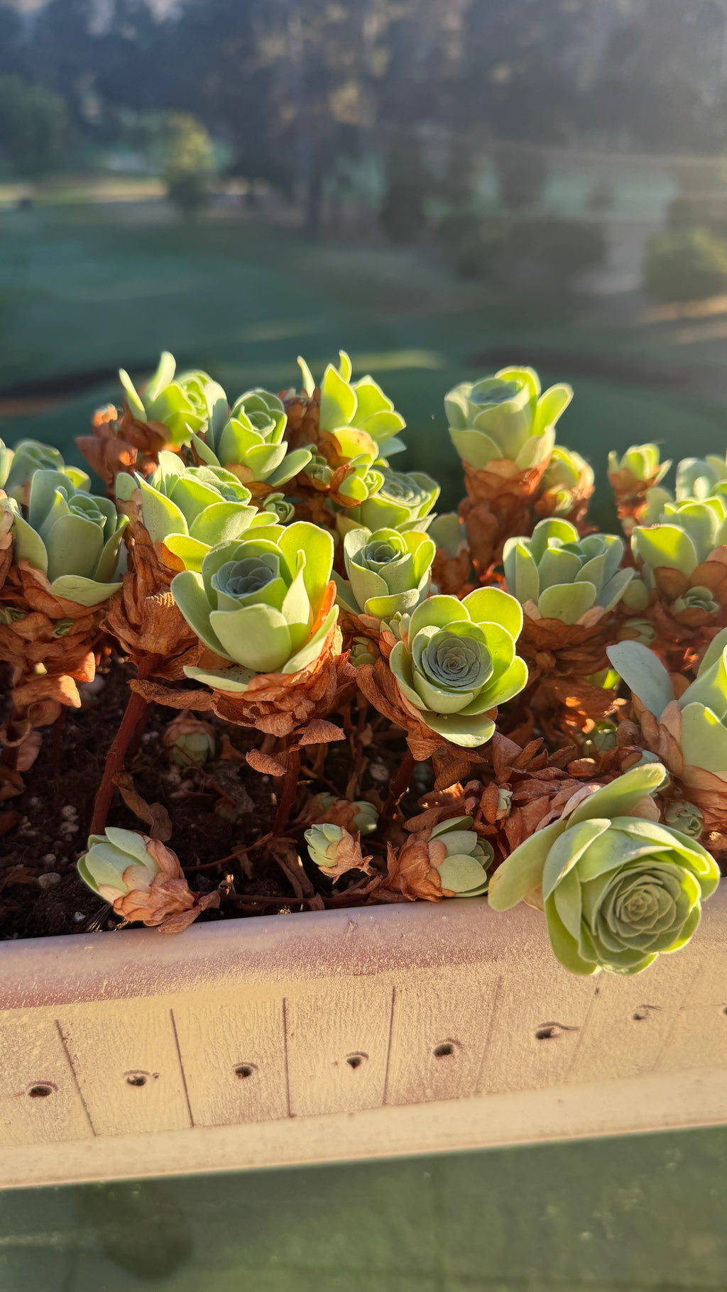 Grenovias dodrentalis