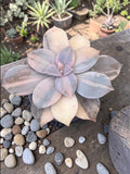 Graptopetalum superbum variegado
