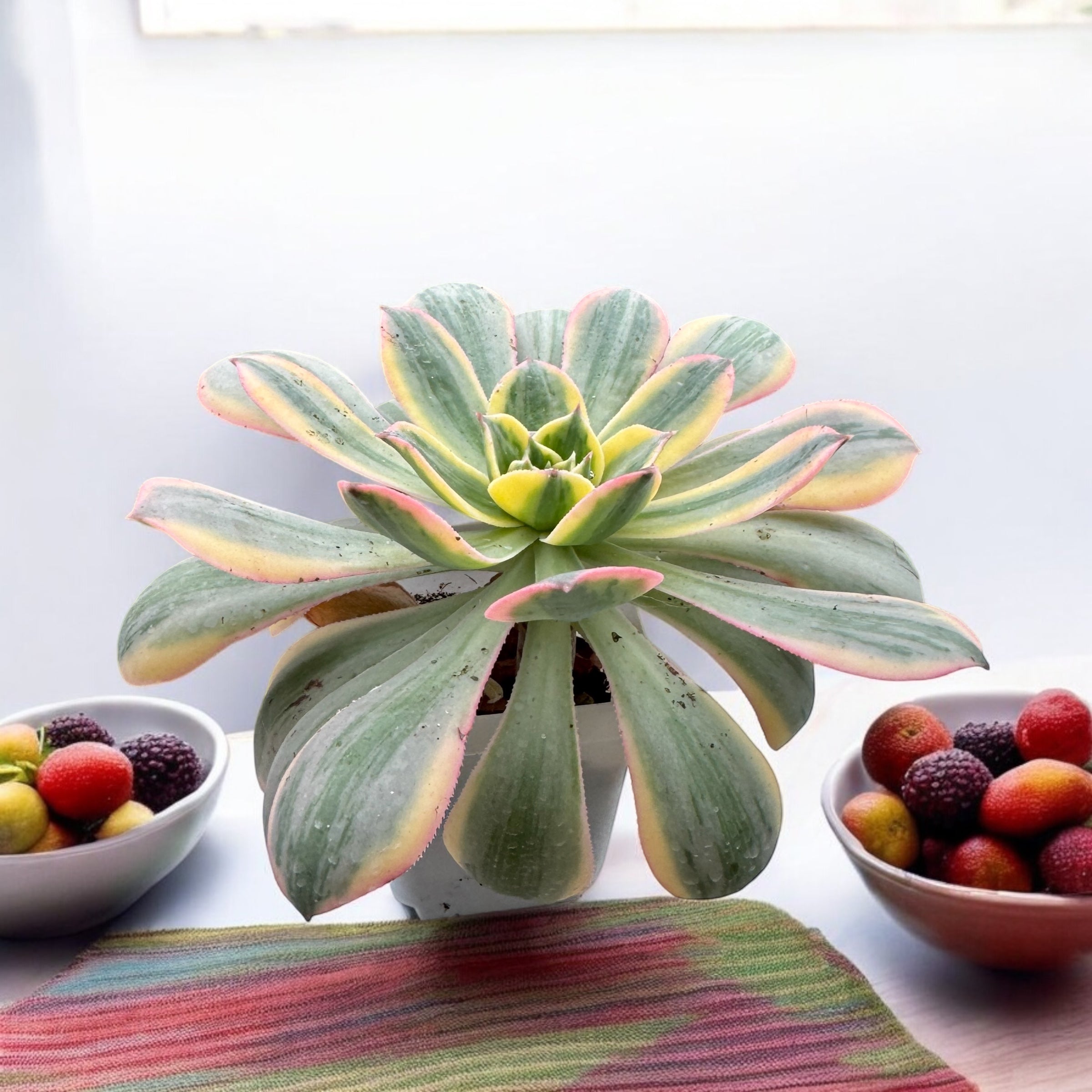 Aeonium sunburst