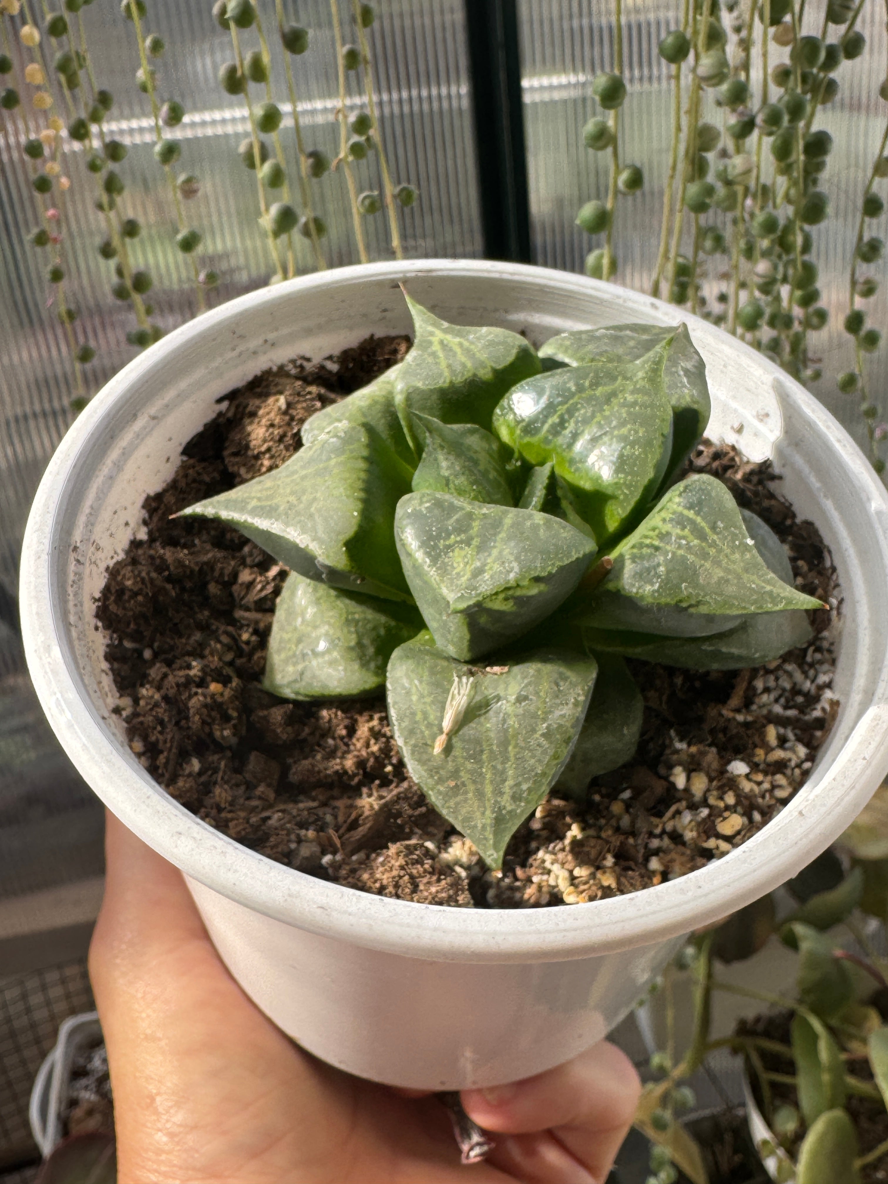 Haworthia comptoniana urahannya