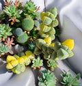 Astridia velutina variegata unidad