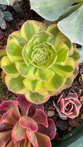 Aeonium milk variegado