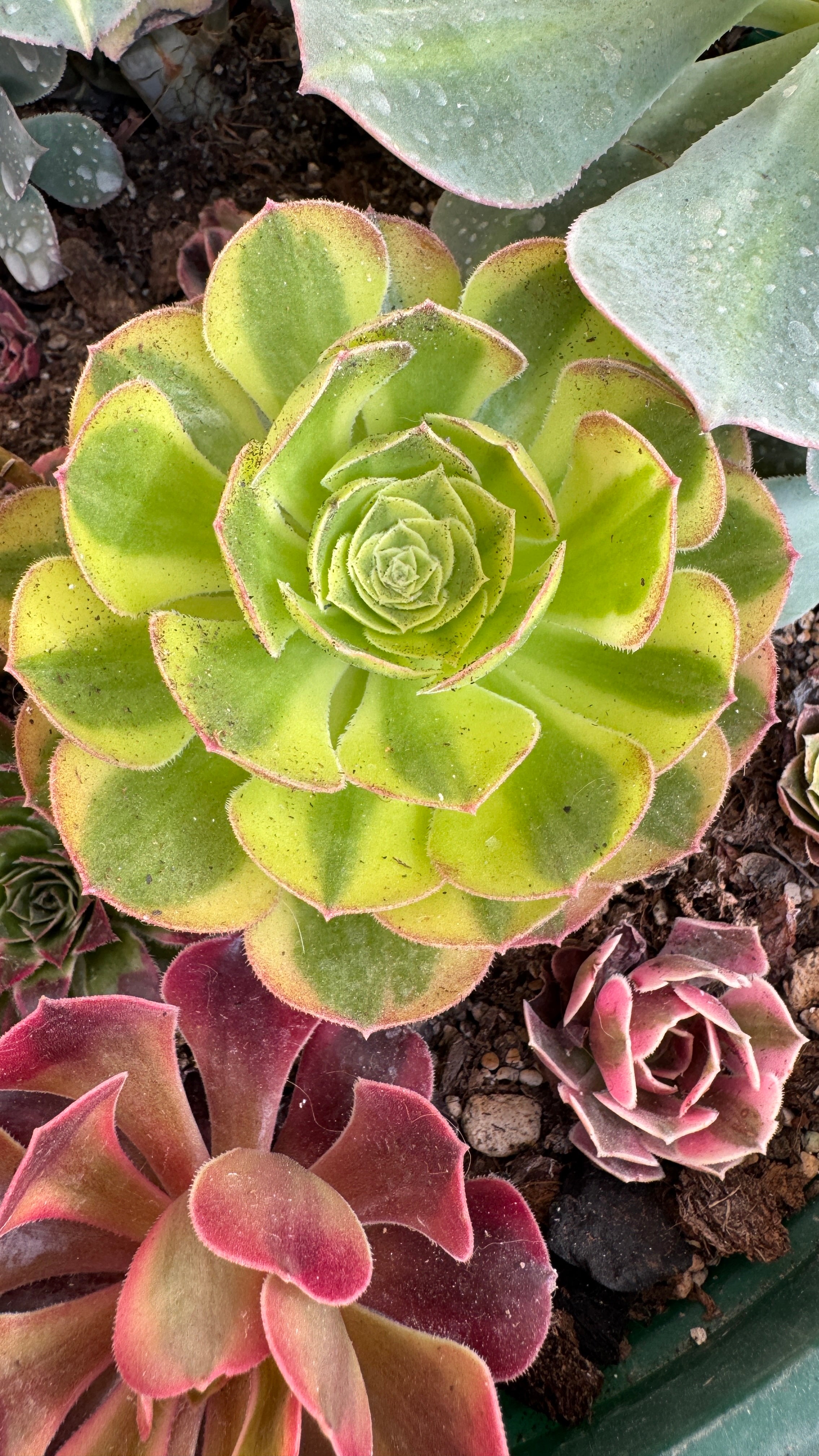 Aeonium milk variegado