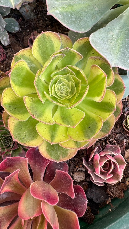 Aeonium milk variegado