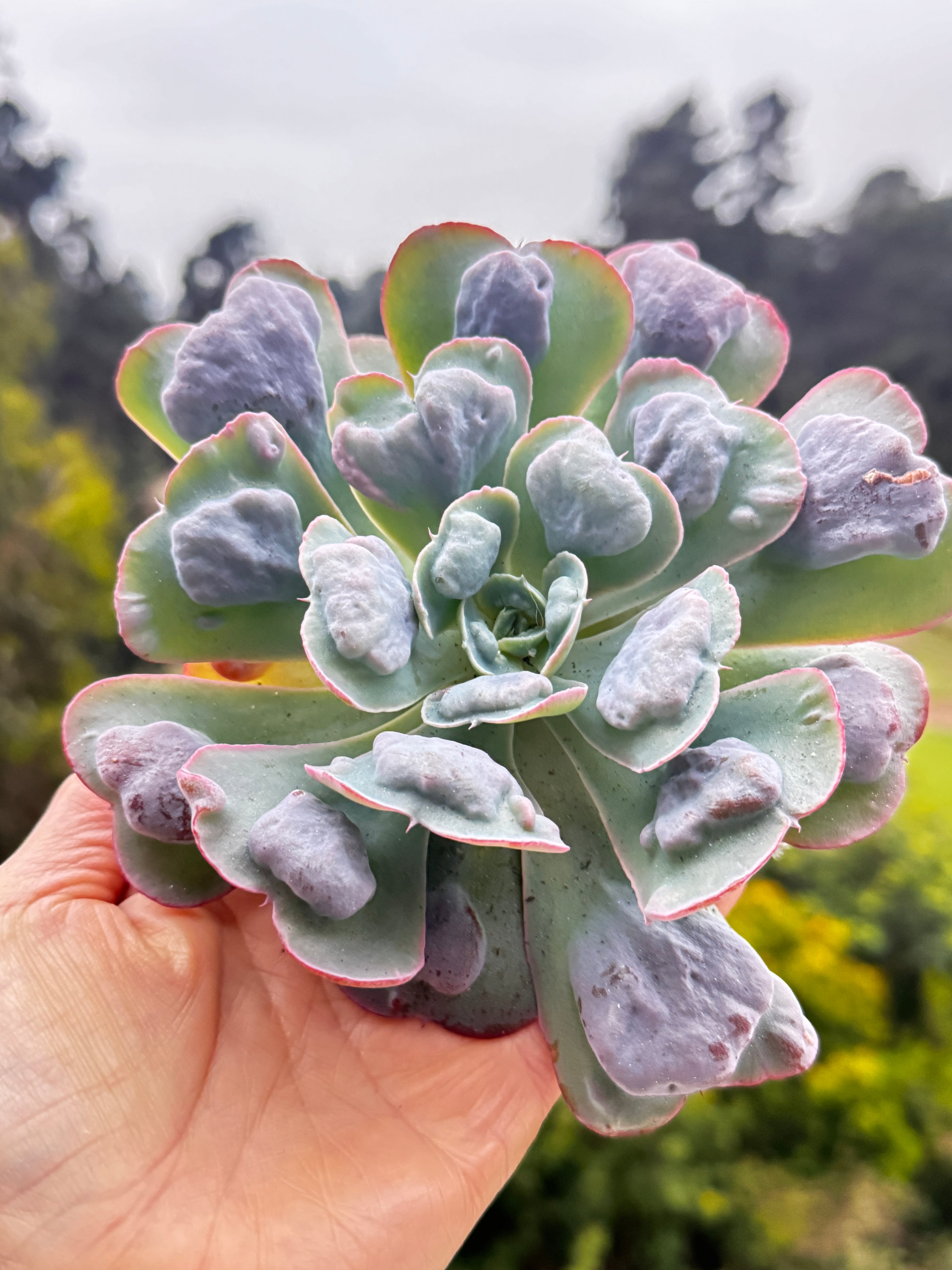 Echeveria heart's delight